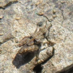 Tetrigidae (family) at Forde, ACT - 12 Mar 2021 02:33 PM