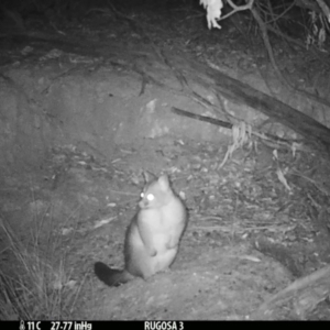 Trichosurus vulpecula at Yass River, NSW - 5 Mar 2021