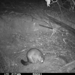 Trichosurus vulpecula at Yass River, NSW - 5 Mar 2021 11:53 PM