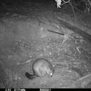 Trichosurus vulpecula at Yass River, NSW - 5 Mar 2021