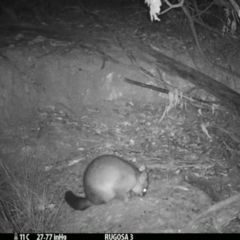 Trichosurus vulpecula at Yass River, NSW - 5 Mar 2021 11:53 PM