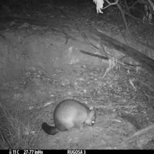 Trichosurus vulpecula at Yass River, NSW - 5 Mar 2021