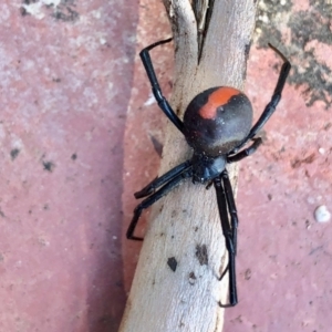 Latrodectus hasselti at Aranda, ACT - 12 Mar 2021 06:17 PM