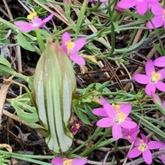 Diplodium sp. (A Greenhood) at Booth, ACT - 11 Mar 2021 by KMcCue