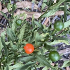 Solanum pseudocapsicum (Jerusalem Cherry, Madeira Cherry) at Hughes, ACT - 27 Feb 2021 by KL