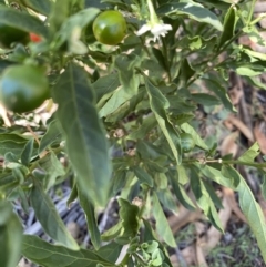 Solanum pseudocapsicum at Hughes, ACT - 28 Feb 2021