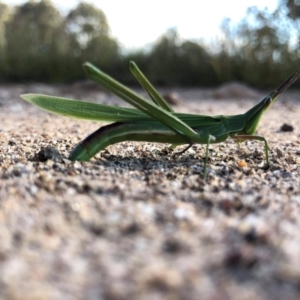 Acrida conica at Isaacs, ACT - 12 Mar 2021 04:54 PM