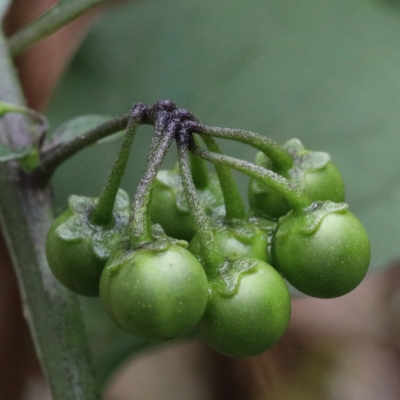Solanum nigrum (Black Nightshade) at O'Connor, ACT - 12 Mar 2021 by ConBoekel