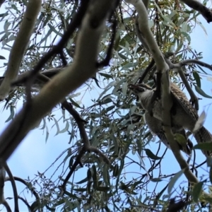 Eudynamys orientalis at Hughes, ACT - 12 Mar 2021