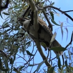 Eudynamys orientalis at Hughes, ACT - 12 Mar 2021