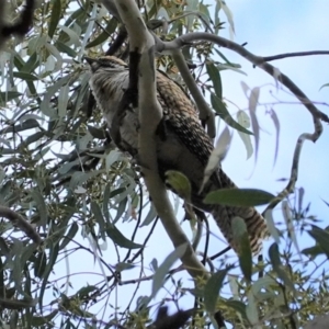 Eudynamys orientalis at Hughes, ACT - 12 Mar 2021