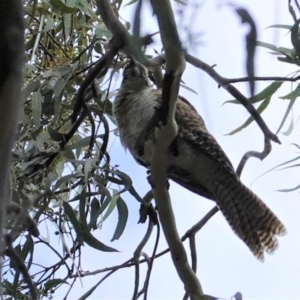 Eudynamys orientalis at Hughes, ACT - 12 Mar 2021