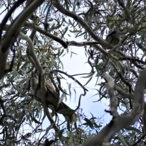 Eudynamys orientalis at Hughes, ACT - 12 Mar 2021