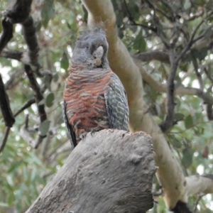 Callocephalon fimbriatum at Deakin, ACT - suppressed