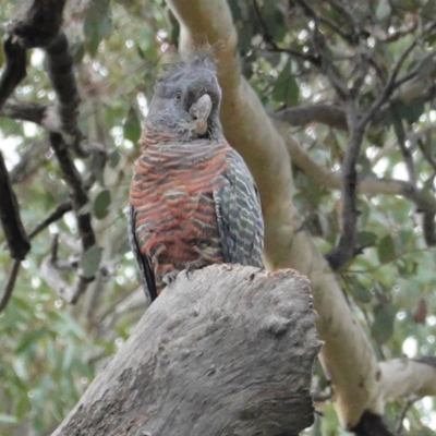 Callocephalon fimbriatum (Gang-gang Cockatoo) at Deakin, ACT - 12 Mar 2021 by JackyF