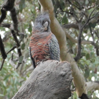 Callocephalon fimbriatum (Gang-gang Cockatoo) at Deakin, ACT - 11 Mar 2021 by JackyF