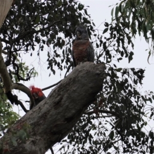 Callocephalon fimbriatum at Deakin, ACT - 12 Mar 2021