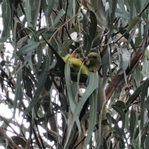 Polytelis swainsonii at Hughes, ACT - suppressed