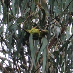 Polytelis swainsonii at Hughes, ACT - suppressed