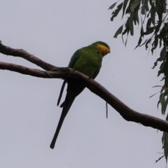 Polytelis swainsonii at Hughes, ACT - suppressed