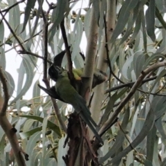 Polytelis swainsonii at Hughes, ACT - suppressed