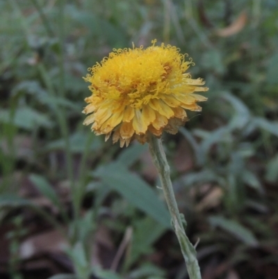 Coronidium monticola (Mountain Button Everlasting) at Bimberi Nature Reserve - 1 Mar 2021 by michaelb