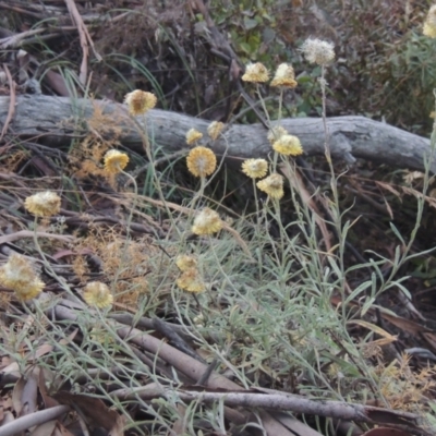 Coronidium monticola (Mountain Button Everlasting) at Brindabella, NSW - 1 Mar 2021 by MichaelBedingfield