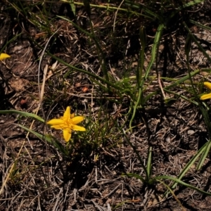 Hypoxis hygrometrica var. hygrometrica at Kambah, ACT - 6 Mar 2021 12:48 PM