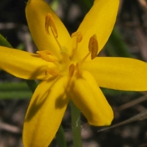 Hypoxis hygrometrica var. hygrometrica at Kambah, ACT - 6 Mar 2021 12:48 PM