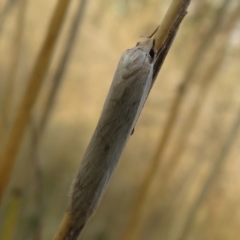 Philobota mathematica group undescribed species. (A concealer moth) at Forde, ACT - 12 Mar 2021 by Christine