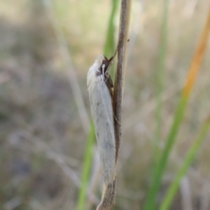 Philobota mathematica group undescribed species. at Forde, ACT - 12 Mar 2021 02:45 PM