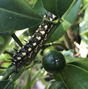 Papilio anactus at Theodore, ACT - suppressed