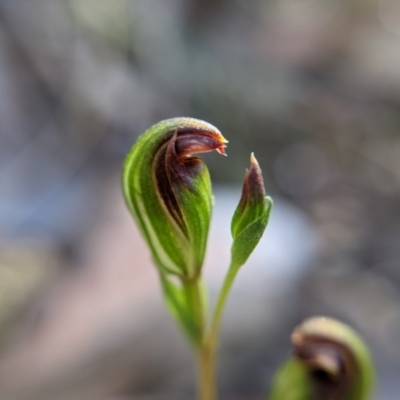 Speculantha rubescens (Blushing Tiny Greenhood) at Currawang, NSW - 13 Mar 2021 by camcols