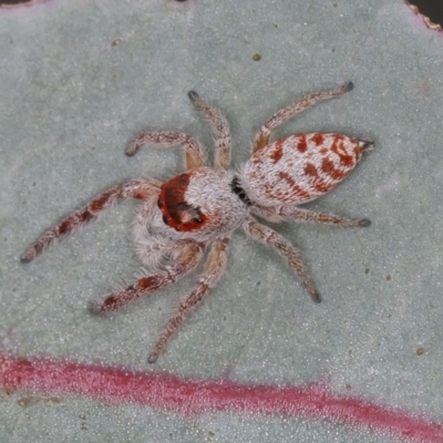 Opisthoncus sp. (genus) (Unidentified Opisthoncus jumping spider) at Mulligans Flat - 11 Mar 2021 by rawshorty