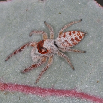 Opisthoncus sp. (genus) (Unidentified Opisthoncus jumping spider) at Sutton, NSW - 11 Mar 2021 by rawshorty