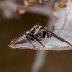 Unidentified Spider (Araneae) at Bonner, ACT - 11 Mar 2021 by rawshorty