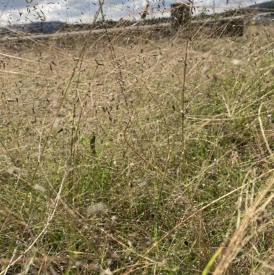 Eragrostis trachycarpa (Rough-grain Lovegrass) at Lyneham, ACT - 12 Mar 2021 by waltraud