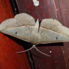 Phallaria ophiusaria (Large Leaf Moth) at Yass River, NSW - 12 Mar 2021 by SenexRugosus