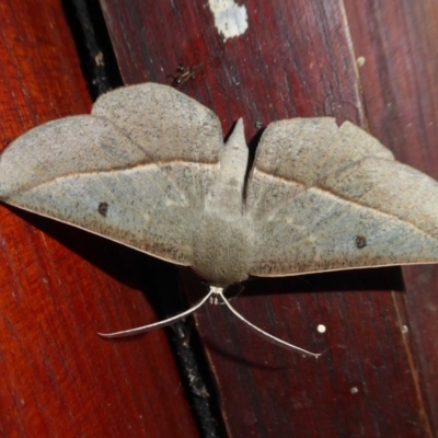Phallaria ophiusaria (Large Leaf Moth) at Rugosa - 12 Mar 2021 by SenexRugosus