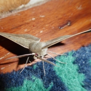 Phallaria ophiusaria at Yass River, NSW - 12 Mar 2021