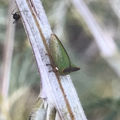 Sextius virescens (Acacia horned treehopper) at Cook, ACT - 13 Mar 2021 by MattFox