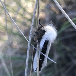 Oenosandra boisduvalii at Holt, ACT - 13 Mar 2021 06:23 PM