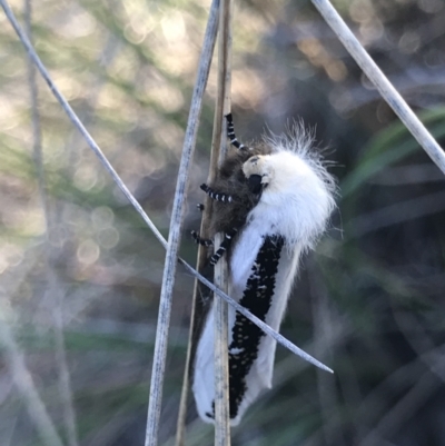 Oenosandra boisduvalii (Boisduval's Autumn Moth) at Holt, ACT - 13 Mar 2021 by MattFox