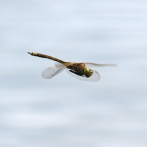 Anax papuensis at Fyshwick, ACT - 12 Mar 2021 12:46 PM