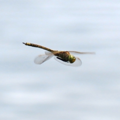 Anax papuensis (Australian Emperor) at Fyshwick, ACT - 12 Mar 2021 by RodDeb