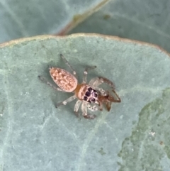 Opisthoncus grassator (Jumping spider) at Murrumbateman, NSW - 13 Mar 2021 by SimoneC