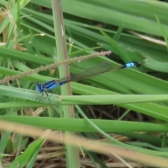 Ischnura heterosticta (Common Bluetail Damselfly) at Tuggeranong Creek to Monash Grassland - 13 Mar 2021 by RodDeb