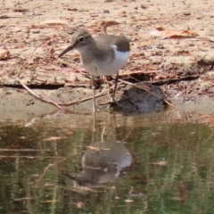 Actitis hypoleucos at Monash, ACT - 13 Mar 2021