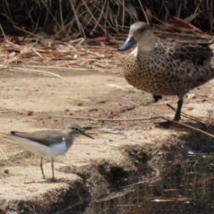 Actitis hypoleucos at Monash, ACT - 13 Mar 2021