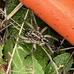 Tasmanicosa sp. (genus) (Unidentified Tasmanicosa wolf spider) at Rendezvous Creek, ACT - 13 Mar 2021 by KMcCue